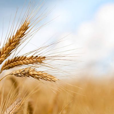 Close up of ripe wheat ears against beautiful sky with clouds. Selective focus.